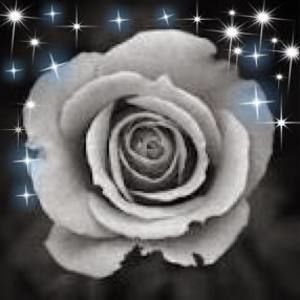 Meet your Posher, Lisa-troy